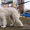 Лучший щенок Южнорусской овчарки - <ro>Изображение</ro><ru>Изображение</ru> #2, <ru>Объявление</ru> #226770