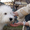 Лучший щенок Южнорусской овчарки - <ro>Изображение</ro><ru>Изображение</ru> #3, <ru>Объявление</ru> #226770