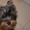 Элитные щеночки йоркширского терьера шоу класса - <ro>Изображение</ro><ru>Изображение</ru> #3, <ru>Объявление</ru> #244624