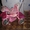 Велосипед детский, трехколесный, Baby club - <ro>Изображение</ro><ru>Изображение</ru> #2, <ru>Объявление</ru> #213141