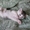 Ласковые игривые котятки ищут дом - <ro>Изображение</ro><ru>Изображение</ru> #1, <ru>Объявление</ru> #234464