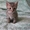 Ласковые игривые котятки ищут дом - <ro>Изображение</ro><ru>Изображение</ru> #2, <ru>Объявление</ru> #234464
