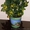 Декоративное цитрусовое деревце с плодиками(25-35шт) 35см #224771
