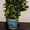 Декоративное цитрусовое деревце с плодиками(25-35шт) 35см - <ro>Изображение</ro><ru>Изображение</ru> #2, <ru>Объявление</ru> #224771