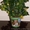 Декоративное цитрусовое деревце с плодиками(25-35шт) 35см - <ro>Изображение</ro><ru>Изображение</ru> #1, <ru>Объявление</ru> #224771