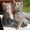 Чистокровные британские котята от титулованных производителей #257164