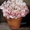 Семена комнатных красиво цветущих, и хищных растений - <ro>Изображение</ro><ru>Изображение</ru> #2, <ru>Объявление</ru> #259199