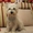 Вязка Вест Хайленд Уайт Терьер West Highland White Terrier #253115
