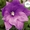 Семена комнатных красиво цветущих, и хищных растений - <ro>Изображение</ro><ru>Изображение</ru> #1, <ru>Объявление</ru> #259199