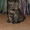 Клубные котята породы Шотландская вислоухая #252309