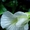 Семена комнатных красиво цветущих, и хищных растений - <ro>Изображение</ro><ru>Изображение</ru> #6, <ru>Объявление</ru> #259199