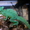 Рептилии-Зеленый василиск - <ro>Изображение</ro><ru>Изображение</ru> #3, <ru>Объявление</ru> #272161