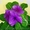 Семена комнатных красиво цветущих, и хищных растений - <ro>Изображение</ro><ru>Изображение</ru> #9, <ru>Объявление</ru> #259199