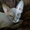 Удивительный,  ласковый котенок канадского сфинкса любящим хозяевам #277031