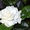 Красиво цветущие комнатные растения - <ro>Изображение</ro><ru>Изображение</ru> #7, <ru>Объявление</ru> #259171