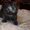 Кремово-рыжие котята и черепашка метисы шотландца и перса #270386