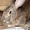 Кролики живым весом - <ro>Изображение</ro><ru>Изображение</ru> #2, <ru>Объявление</ru> #251895