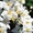 Красиво цветущие комнатные растения - <ro>Изображение</ro><ru>Изображение</ru> #6, <ru>Объявление</ru> #259171