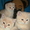 Шикарніе британские котята и вислоухая кошечка - <ro>Изображение</ro><ru>Изображение</ru> #1, <ru>Объявление</ru> #250436