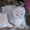 Шикарніе британские котята и вислоухая кошечка #250436