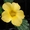Красиво цветущие комнатные растения - <ro>Изображение</ro><ru>Изображение</ru> #8, <ru>Объявление</ru> #259171
