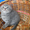 Чистокровные вислоухие котята - <ro>Изображение</ro><ru>Изображение</ru> #2, <ru>Объявление</ru> #254854
