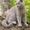 Чистокровные британские котята из питомника Magic Smile*UA #288649