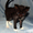 Порода кошек уральский рекс. Купить котенка. #304490