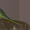 Александрийский попугай с красивой клеткой. - <ro>Изображение</ro><ru>Изображение</ru> #1, <ru>Объявление</ru> #284324