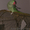 Александрийский попугай с красивой клеткой. - <ro>Изображение</ro><ru>Изображение</ru> #2, <ru>Объявление</ru> #284324