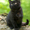 Чистокровные британские котята из питомника Magic Smile*UA - <ro>Изображение</ro><ru>Изображение</ru> #2, <ru>Объявление</ru> #288649