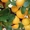 Молдавские абрикосы  #305571