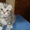  элитные шотландские вислоухие котята - <ro>Изображение</ro><ru>Изображение</ru> #1, <ru>Объявление</ru> #293266