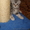  элитные шотландские вислоухие котята - <ro>Изображение</ro><ru>Изображение</ru> #3, <ru>Объявление</ru> #293266