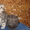  элитные шотландские вислоухие котята - <ro>Изображение</ro><ru>Изображение</ru> #2, <ru>Объявление</ru> #293266
