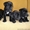 Элитные щенки Кане корсо от итальянских производителей - <ro>Изображение</ro><ru>Изображение</ru> #1, <ru>Объявление</ru> #281690