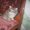 Кошечка мамы перса - <ro>Изображение</ro><ru>Изображение</ru> #1, <ru>Объявление</ru> #303498