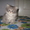 Кошечка мамы перса - <ro>Изображение</ro><ru>Изображение</ru> #3, <ru>Объявление</ru> #303498