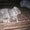 продаются котята породы шотландские вислоухие - <ro>Изображение</ro><ru>Изображение</ru> #4, <ru>Объявление</ru> #285913