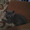 продаются котята породы шотландские вислоухие - <ro>Изображение</ro><ru>Изображение</ru> #3, <ru>Объявление</ru> #285913