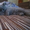 продаются котята породы шотландские вислоухие - <ro>Изображение</ro><ru>Изображение</ru> #2, <ru>Объявление</ru> #285913