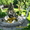строительсво бассейнов водопадов фонтаны - <ro>Изображение</ro><ru>Изображение</ru> #3, <ru>Объявление</ru> #306372