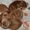 Продаются щенки английского кокера-спаниеля! - <ro>Изображение</ro><ru>Изображение</ru> #3, <ru>Объявление</ru> #316704