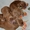 Продаются щенки английского кокера-спаниеля! - <ro>Изображение</ro><ru>Изображение</ru> #5, <ru>Объявление</ru> #316704