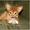 Абиссинский котенок ищет любящих хозяев #314354
