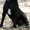 кане корсо щенки черного окраса - <ro>Изображение</ro><ru>Изображение</ru> #3, <ru>Объявление</ru> #327653