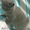 Продается шотландский голубой котенок - <ro>Изображение</ro><ru>Изображение</ru> #2, <ru>Объявление</ru> #334765