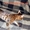 Продается Бенгальский кот, Киев - <ro>Изображение</ro><ru>Изображение</ru> #2, <ru>Объявление</ru> #332551