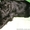 Продам щенков американского кокер-спаниеля, Вся Украина - <ro>Изображение</ro><ru>Изображение</ru> #2, <ru>Объявление</ru> #312461