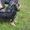 щенки йоркширского терьера, перспективные для выставок, 5 месяцев - <ro>Изображение</ro><ru>Изображение</ru> #5, <ru>Объявление</ru> #336074